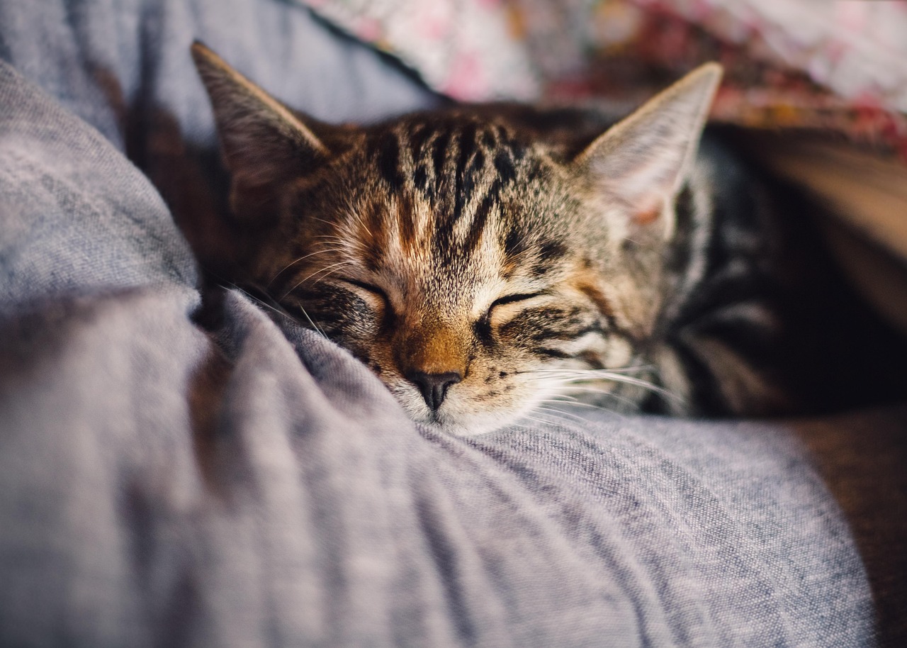 Unlock the Secrets to Restful Sleep for Optimal Health