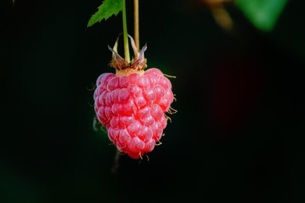 Unlock the Power of Plants: Transform Your Health with a Vibrant Plant-Based Diet