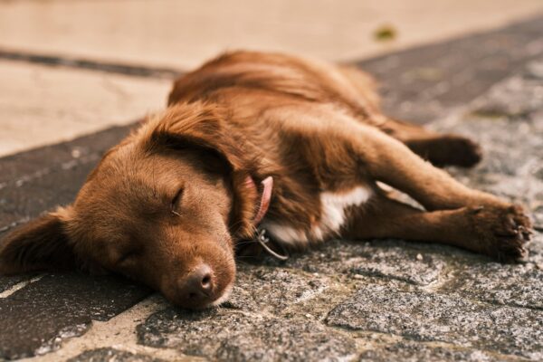 Unlock Restful Nights with the Power of Sleep Meditation