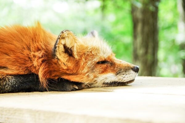 Conquering Sleep Anxiety: Restful Nights Await You